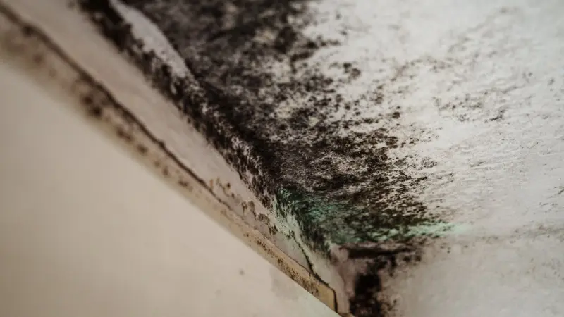 Force 1 Restoration Services, water damage restoration service in South Windsor