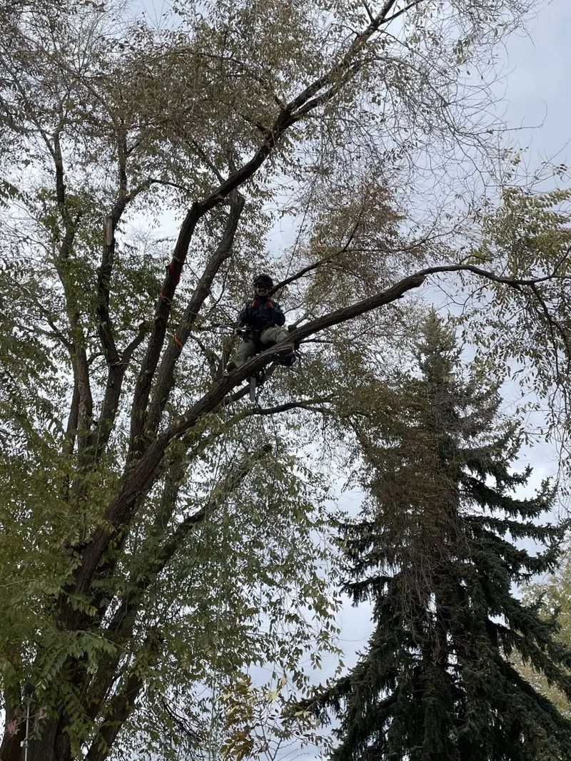 For-Evergreen Ground Maintenance and Tree Services, Tree Service in Kalispell
