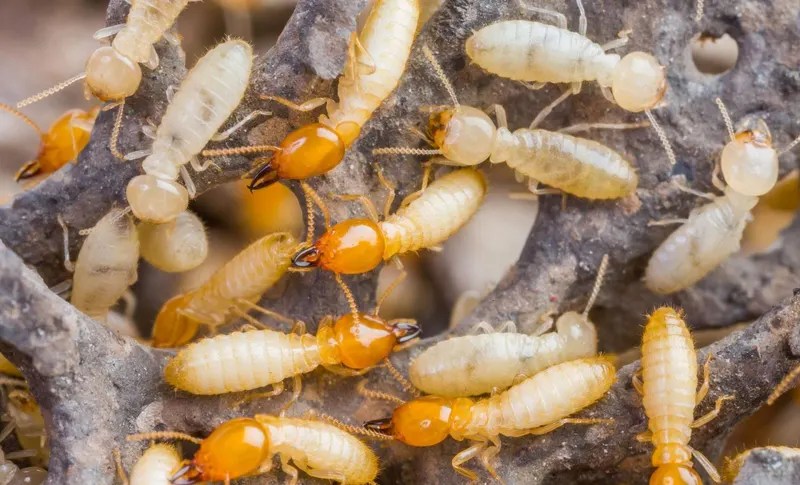 Pest-Tec, pest control service in Anderson