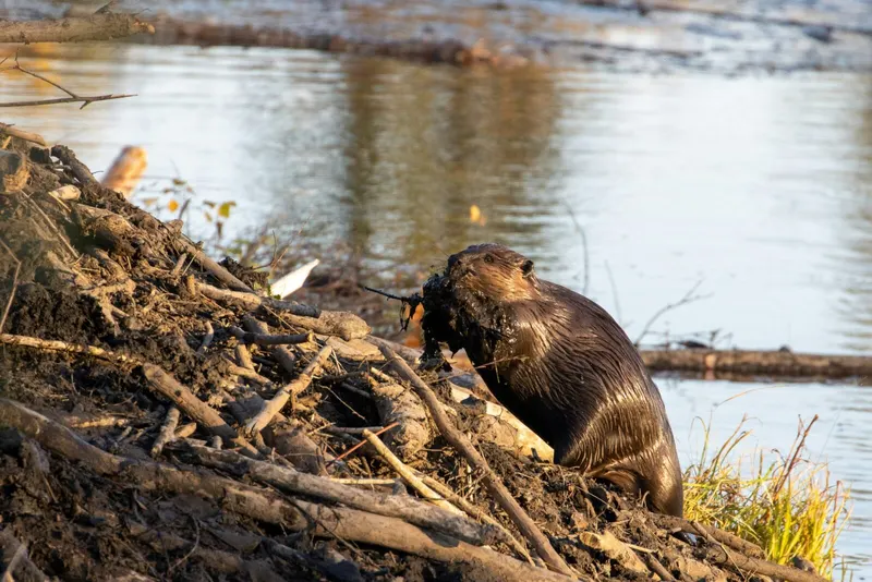 Precision Pest and Wildlife Removal of Anderson County, pest control service in Honea Path