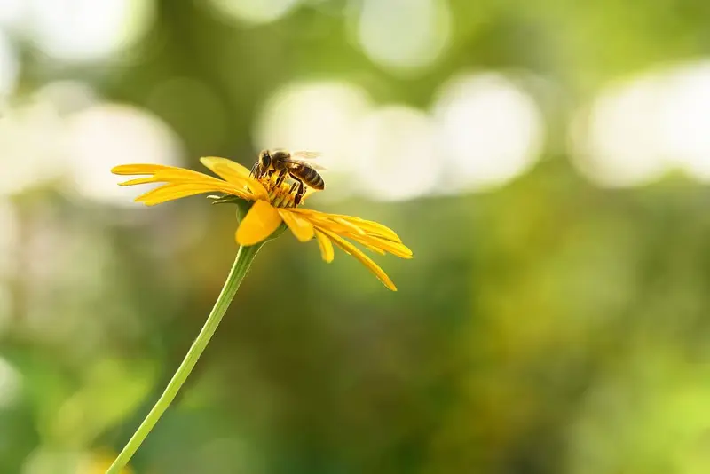 PestGuard Solutions, pest control service in Greenville