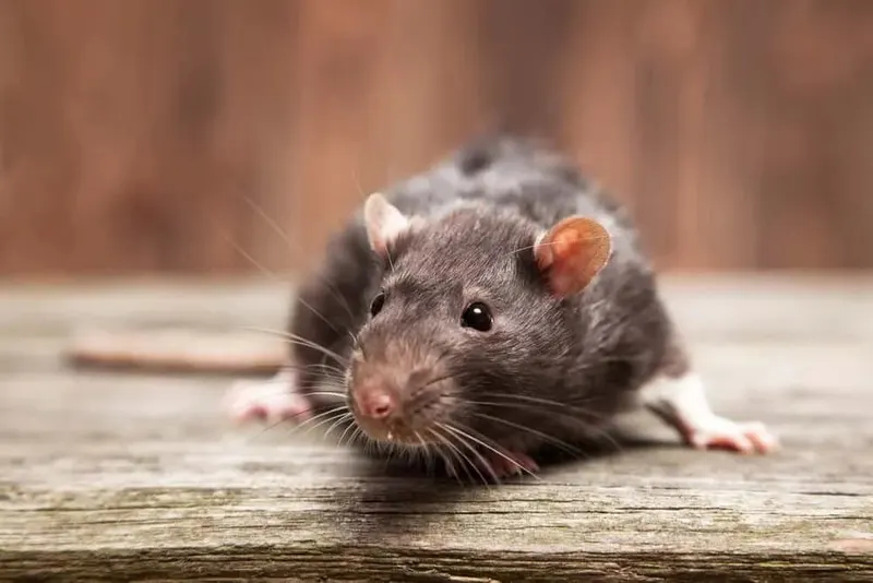 Andover Pest Control Inc.