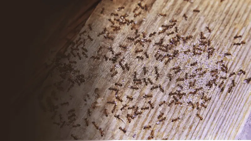 Shore Pest Solutions LLC