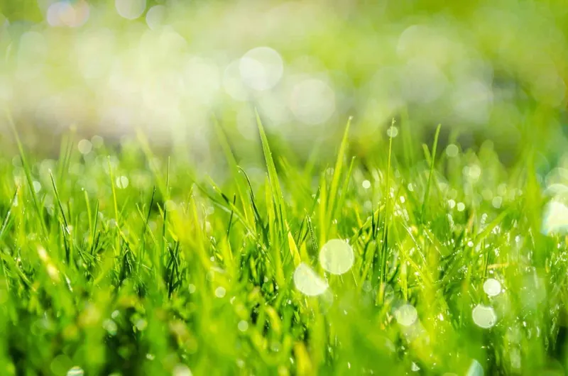 CLA Lawncare, Lawn Care Service in Bessemer