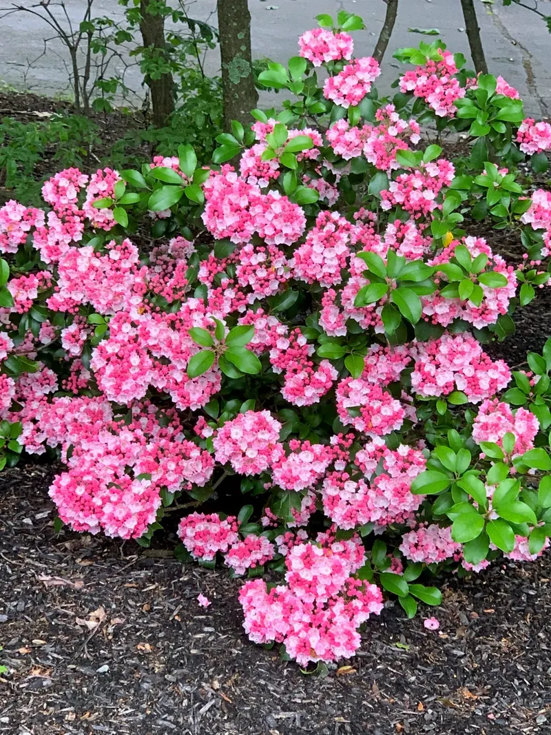 Blossom View Landscaping, Landscaper in Cheshire