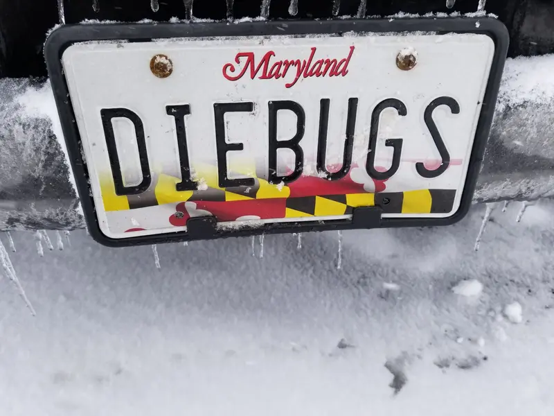 Budget Bugs
