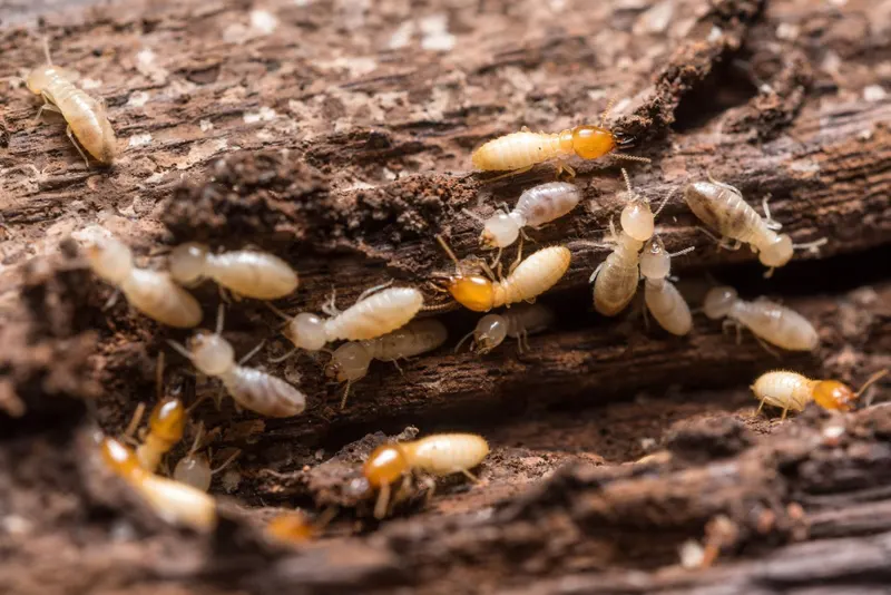 Suncrest Exterminating Termite & Pest Control, pest control service in Anaheim