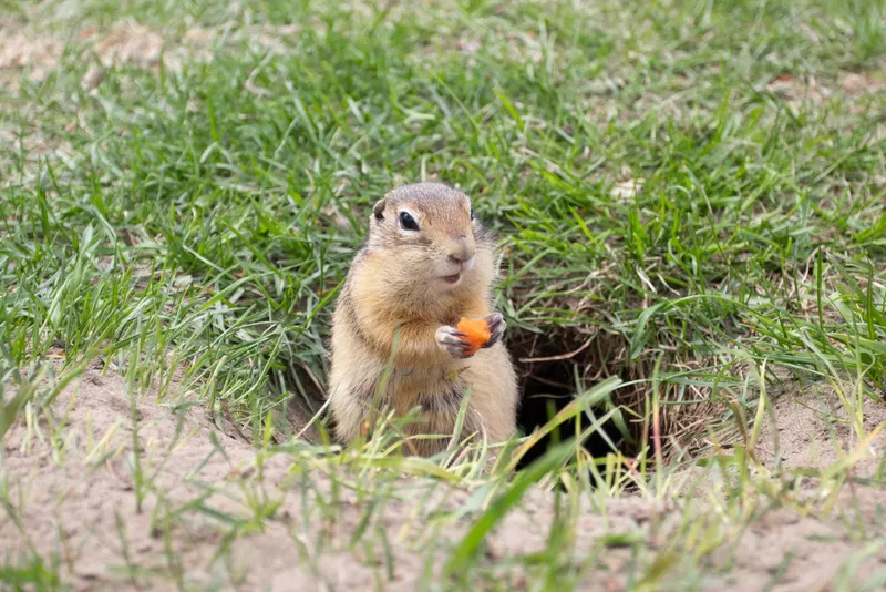Corky's Pest Control, pest control service in Stanton