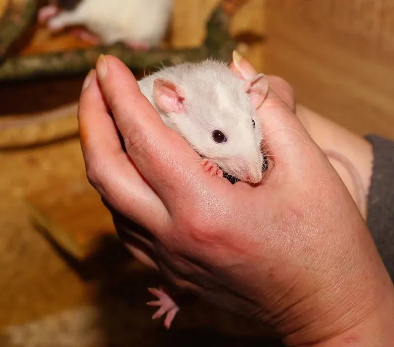 Wildlife Removal Services, pest control service in Boca Raton