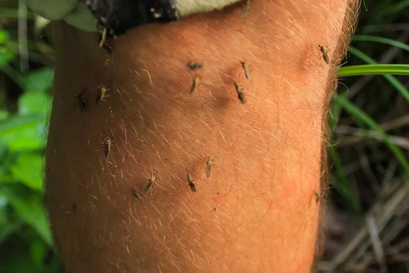 McCarthy Pest & Termite Control, pest control service in St Charles