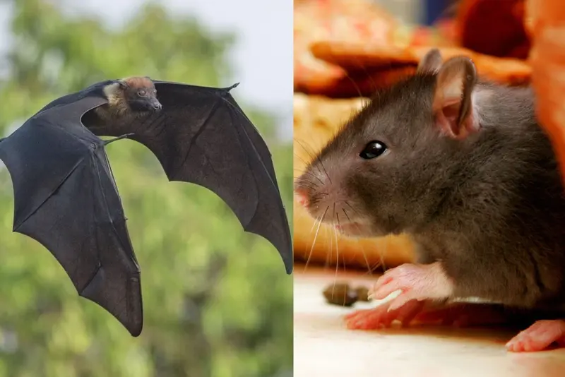Aksarben Bat & Critter Removal, Animal Control Service in Omaha